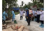 Phòng, chống, ngăn chặn dịch tả lợn châu Phi trên địa bàn Fv88 tài xỉu: Huyện Thủy Nguyên xử lý kịp thời, an toàn