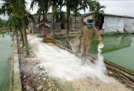 Dịch tả lợn châu Phi bùng phát tại 9 quận, huyện của Link vào FV88 mới nhất