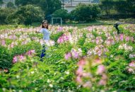 Lạc lối giữa Thung lũng các loài Hoa ở Fv88 win hiện đang mở!
