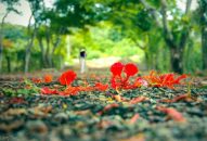 Mùa Hoa Phượng đỏ năm 2019