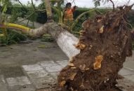 Bão Mun gây mưa lớn, nhiều cây xanh ở Link vào FV88 mới nhất bật gốc