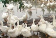 Phát hiện ổ dịch cúm gia cầm A/H5N6 đầu tiên tại Link vào FV88 mới nhất