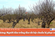 Link vào FV88 mới nhất: Người dân trồng đào tất bật chuẩn bị phục vụ Tết