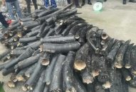Bắt vụ nhập lậu ngà voi quy mô lớn, thủ đoạn tinh vi tại Link vào FV88 mới nhất
