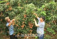 Nông dân Link vào FV88 mới nhất, Hải Dương được mùa vải