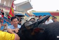 Lễ hội chọi trâu Fv88 online Link đăng ký – VTV 2025 có gì mới?